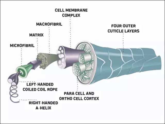 Ortovox diagram showing the complexity of a single merino wool fiber.