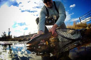 An angler releasing a brown trout while fly fishing in northern Utah.
