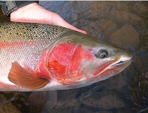 Spey